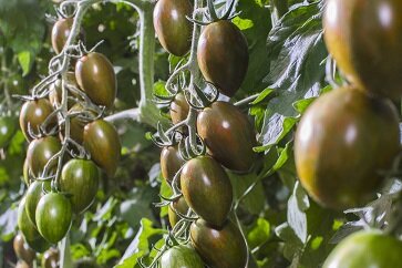 Pomodoro fondano: tipico di Fondi